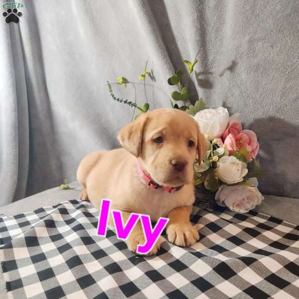 Ivy, Fox Red Labrador Retriever Puppy
